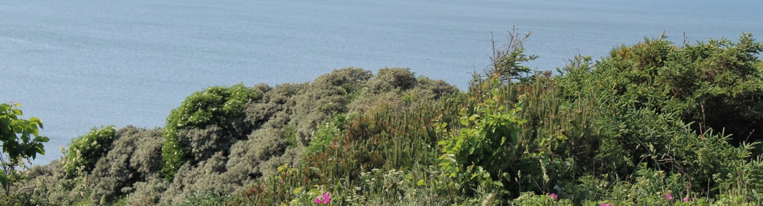 Wandern entlang der Steilküste Steilküste Toftum Bjerge Daenemark Ferienhaus
