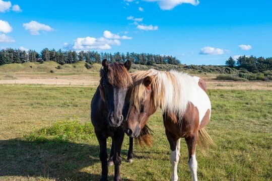 Pferde für Reitausflüge in der Natur Pferde auf der Koppel im Ferienhaus Urlaub in Dänemark