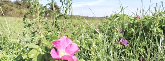 Den Tag am Strand verbringen Sommer Ahl Strand Ebeltoft Dänemark