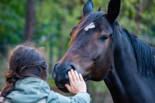 Ein toller Urlaub am Meer mit Pferd Reiterin streichelt Pferd in Dänemark im Wald