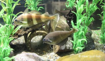 Fische im Jütland Aquarium in Dänemark