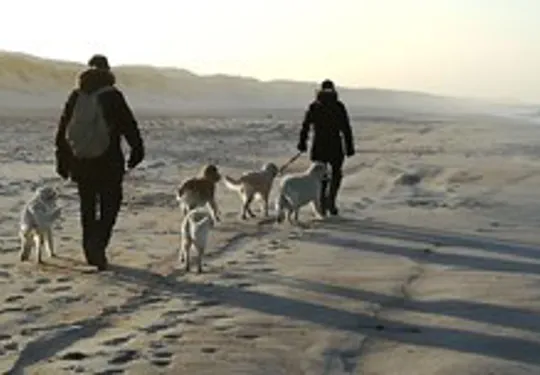 Dänemark Ferienhaus Urlaub mit Hund Dänemark Urlaub mit Hund Strandspaziergang